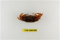 藏品(弧邊管招潮蟹)的圖片